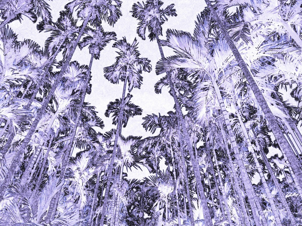 Violet Palm Canopy
