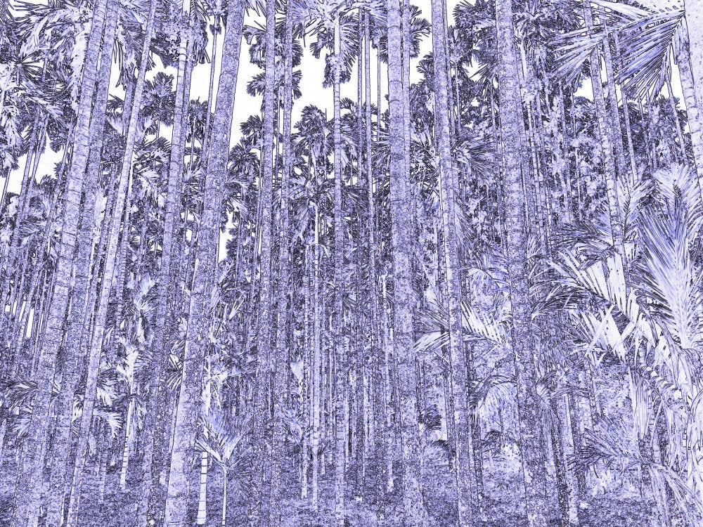 Palm Grove Dream