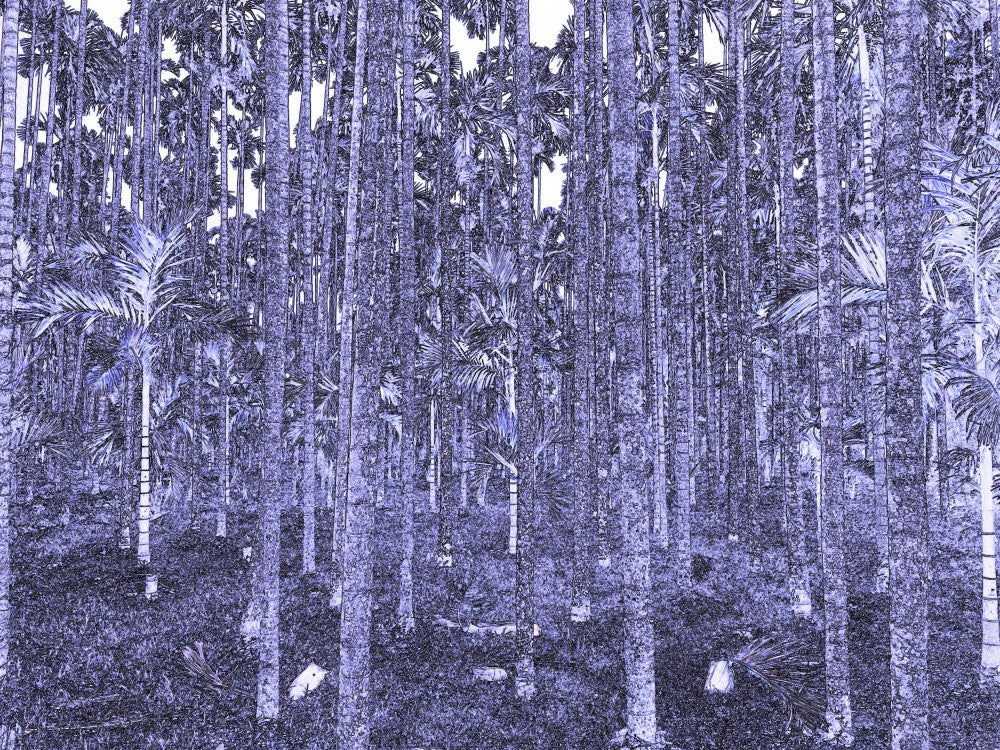 Forest of Echoes