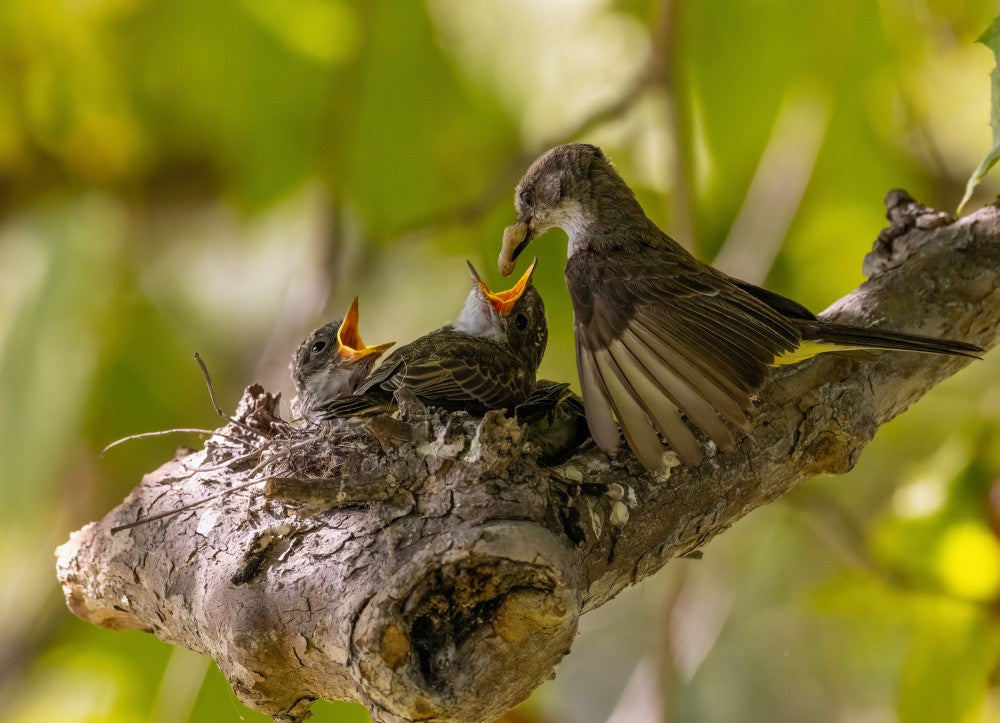Mutter und Babys