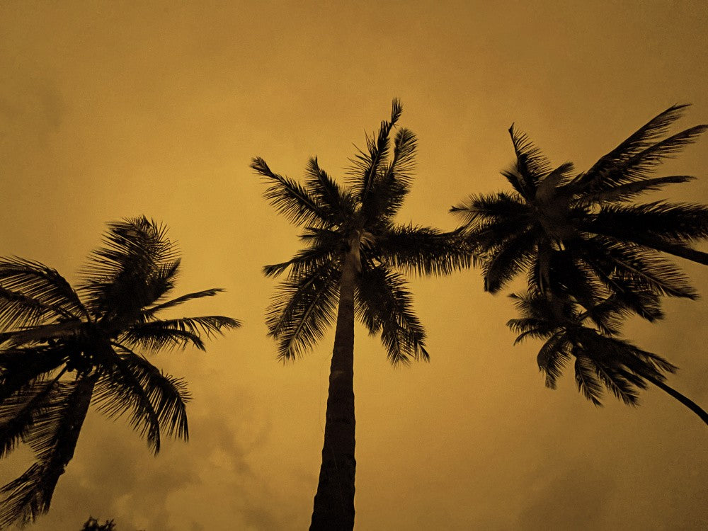 Golden Palms Sky
