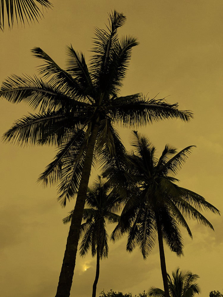Tropical Twilight
