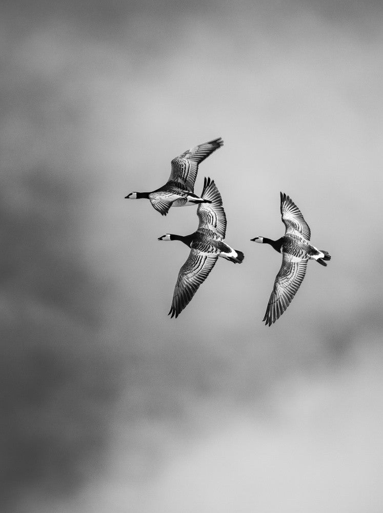 Barnacle Geese fly over Longyearbyen