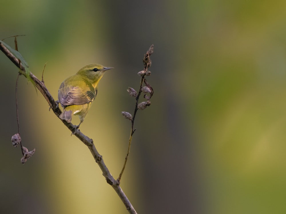 Tennessee warbler