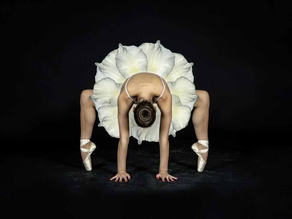 White Petals