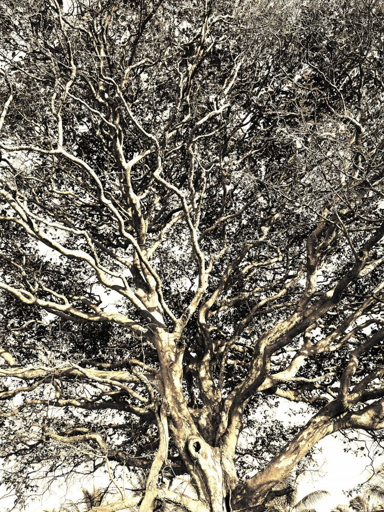 Whispering Branches