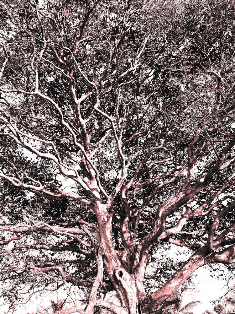 Branching Outburst
