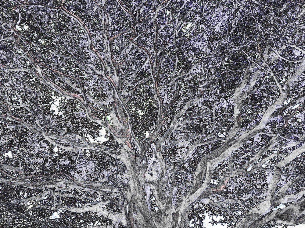 Entwined Canopy
