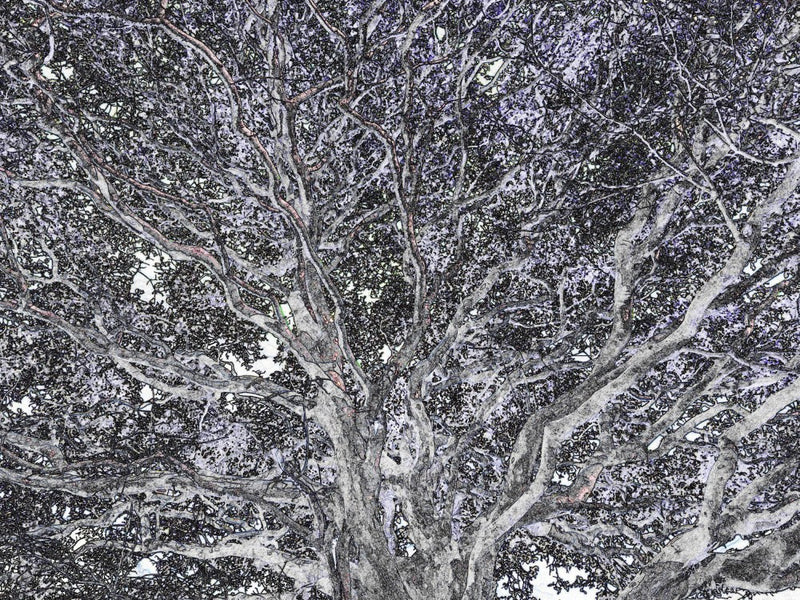 Entwined Canopy