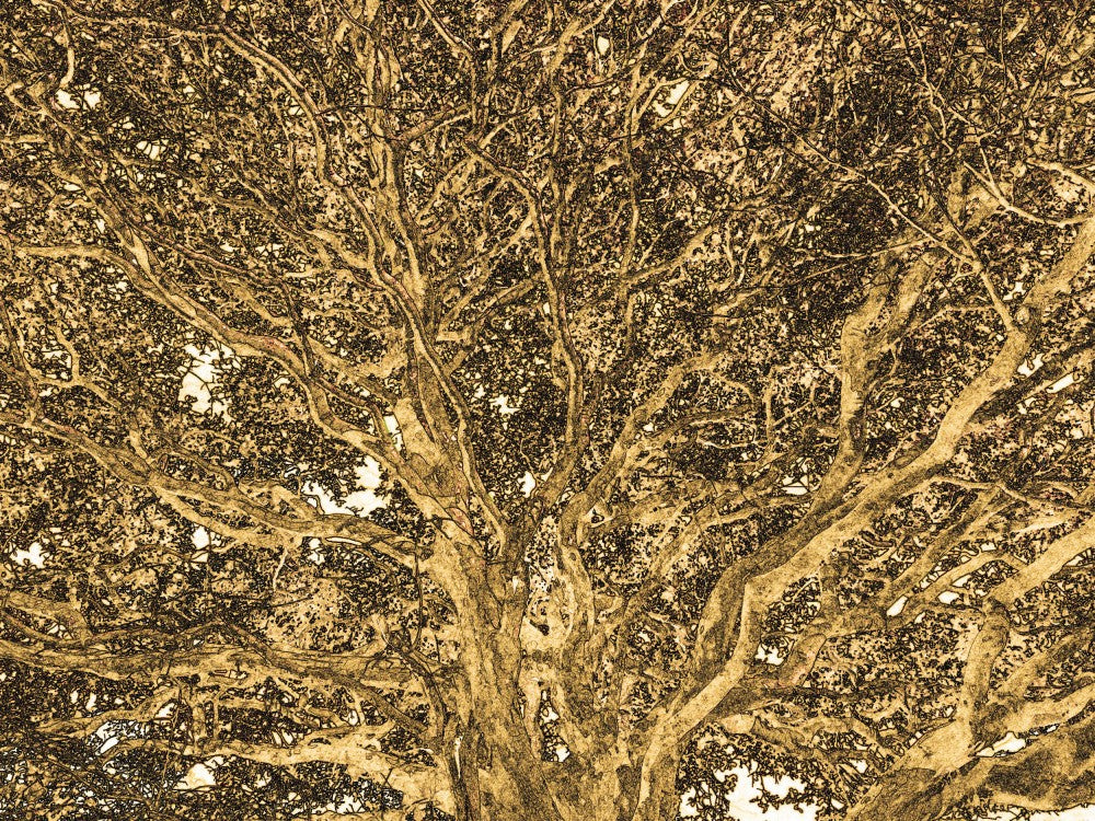 Golden Canopy