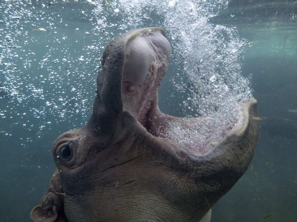 Hippo bubbles