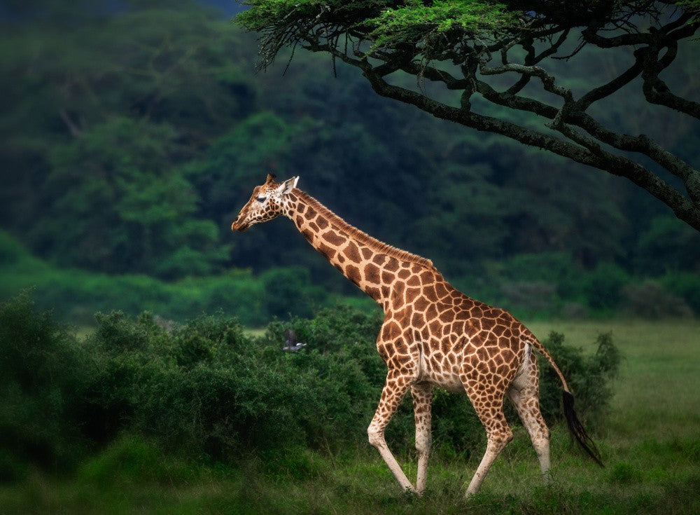 jirafa