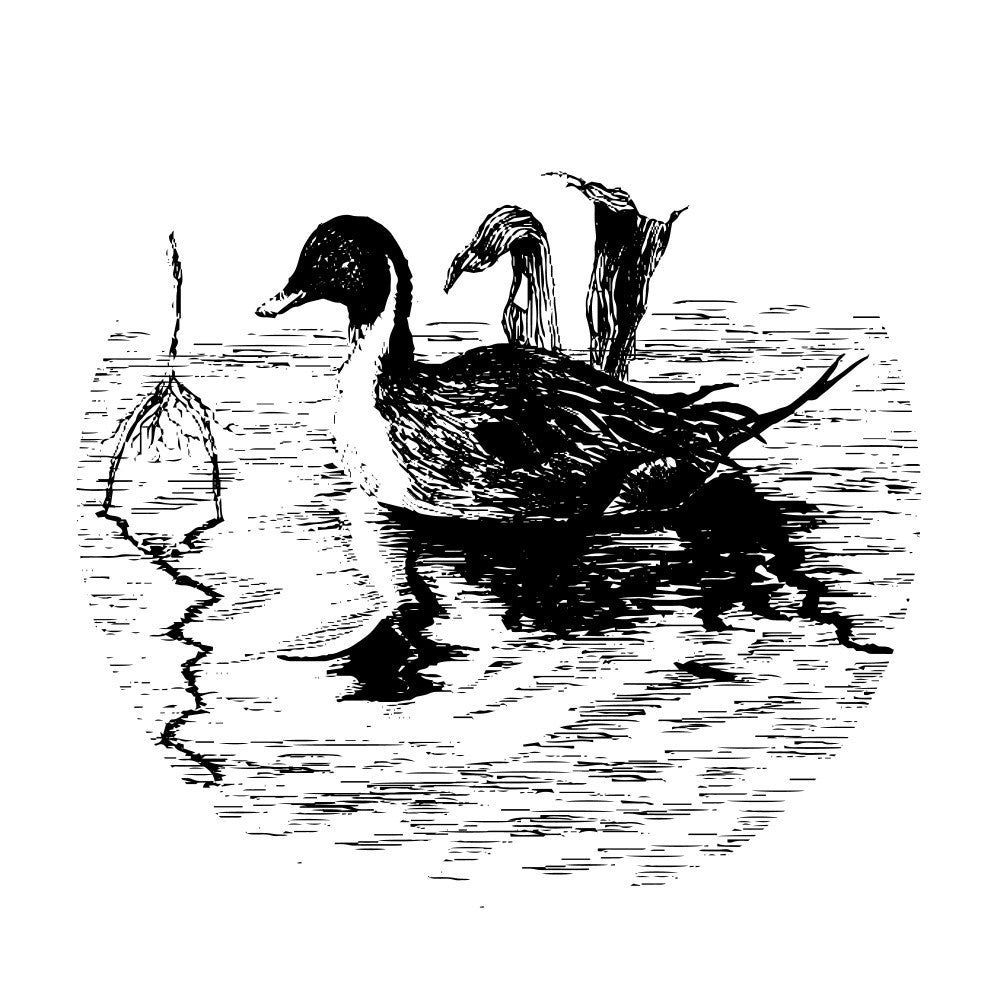Black and White Duck