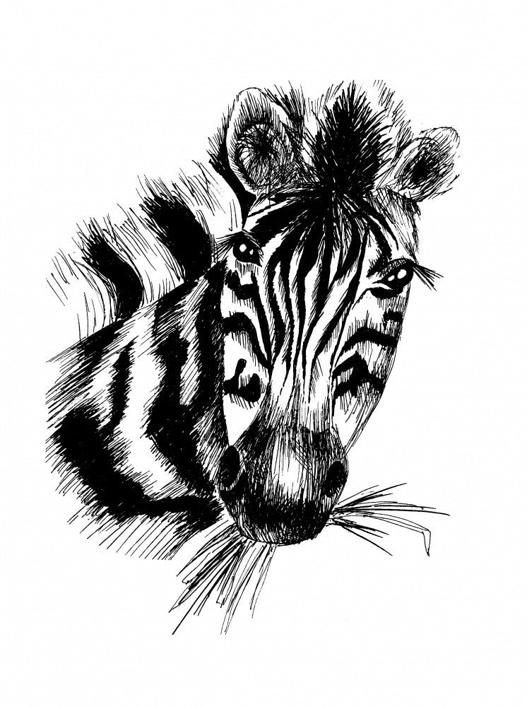 Zebra in a Monochrome Sketch