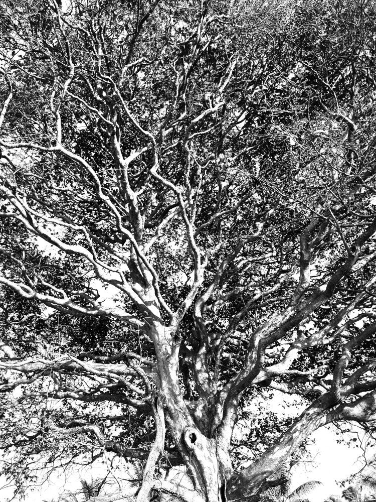 Twisting Branches