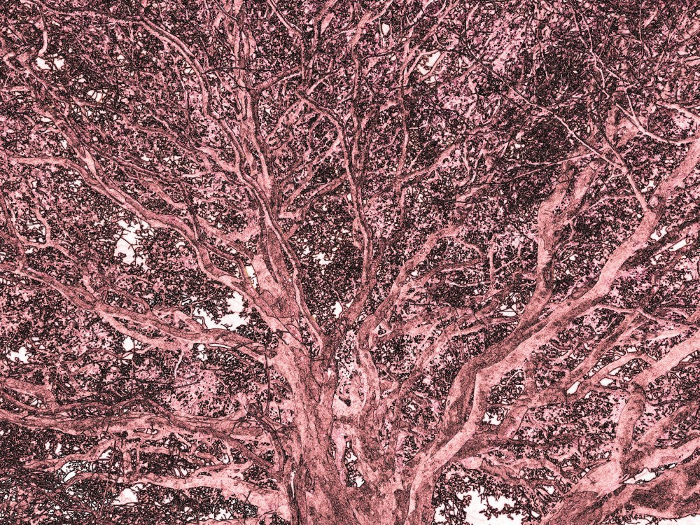 Crimson Canopy