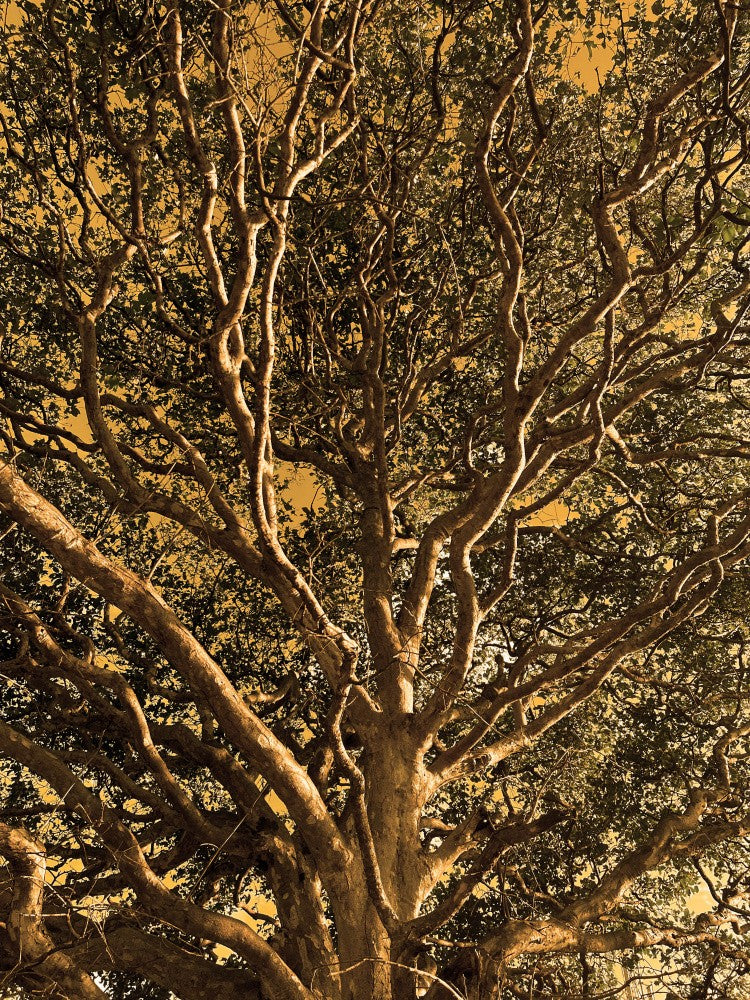 Canopée d'Arbre Dorée