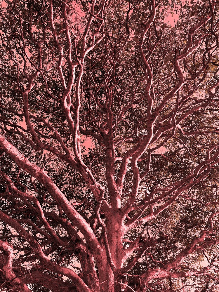 Blush Canopy