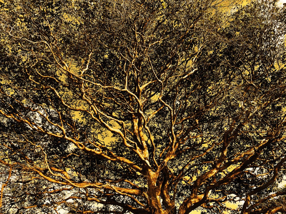 Golden Canopy