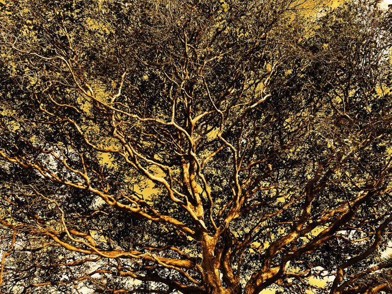 Golden Canopy