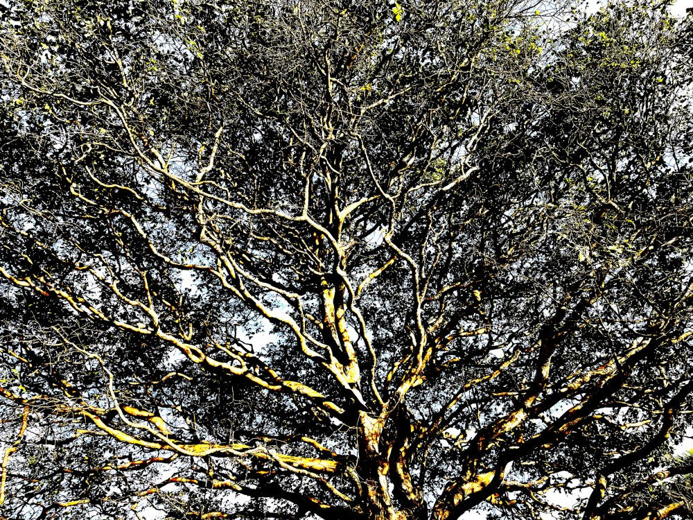 Branches of Life