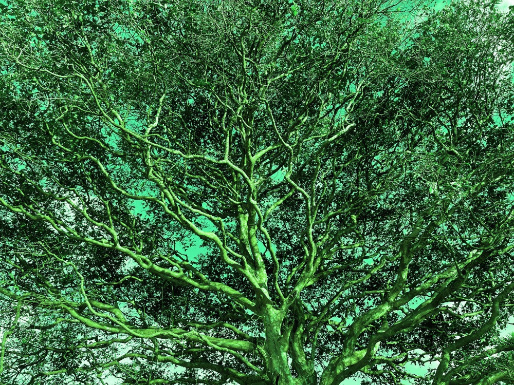 Emerald Canopy