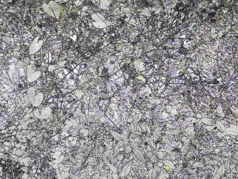 Nature's Tapestry