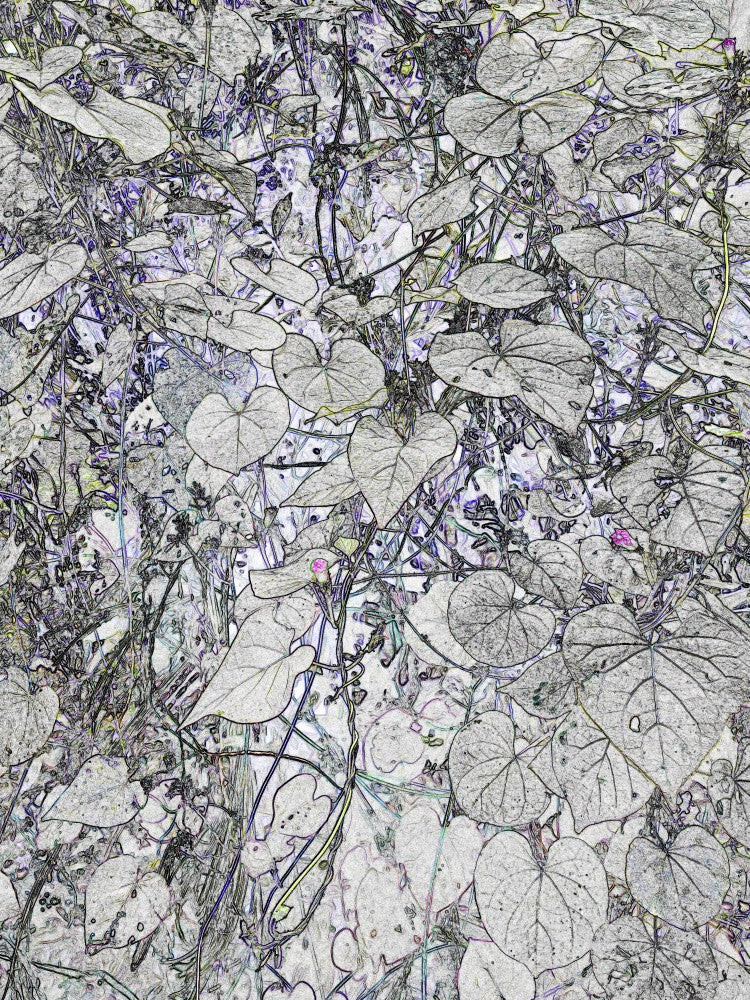 Nature's Lacework