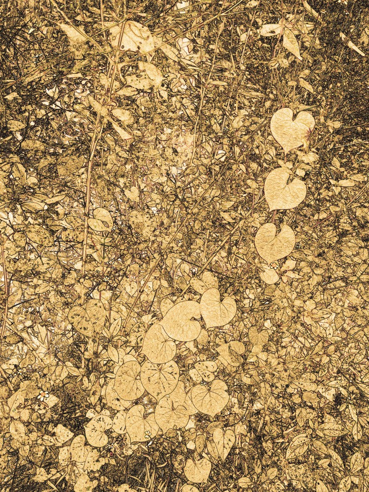 Golden Heart Vines