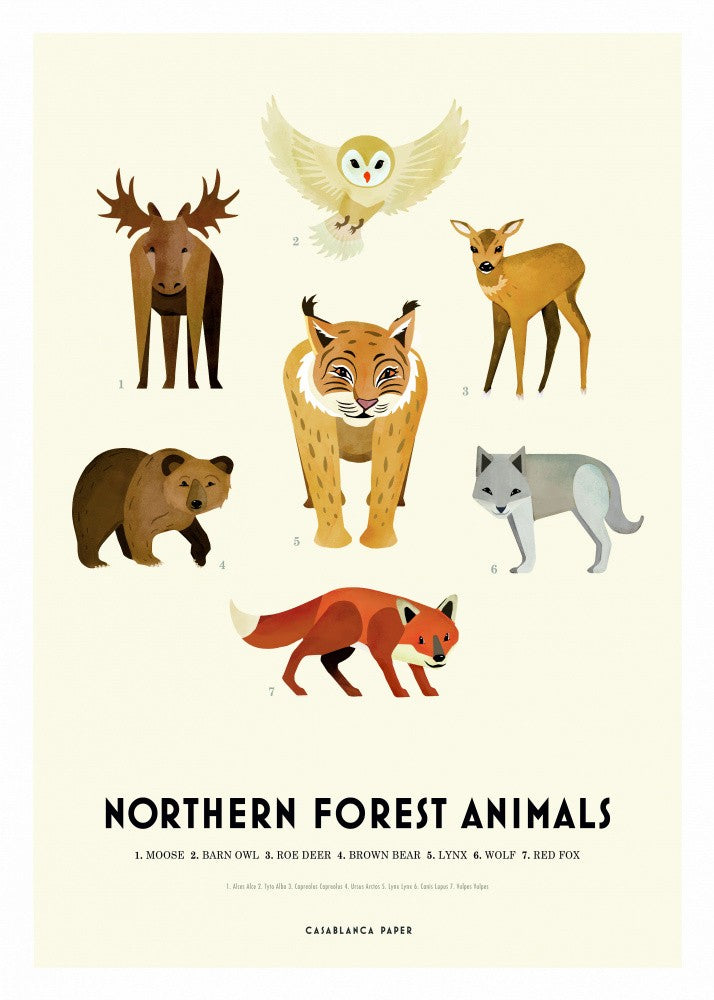 Northern Forest Animals