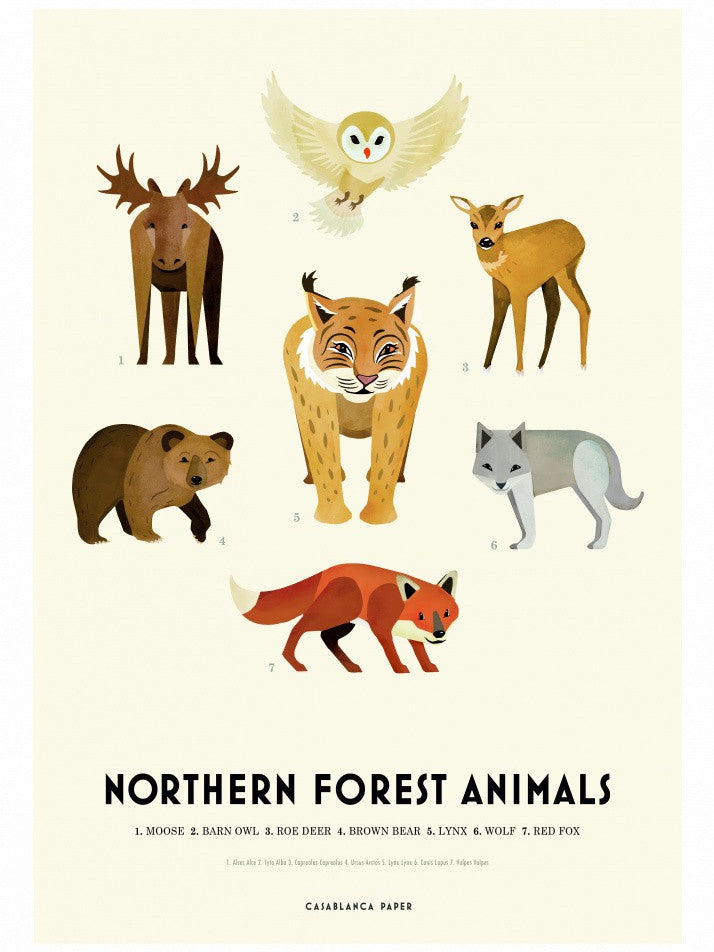 Northern Forest Animals