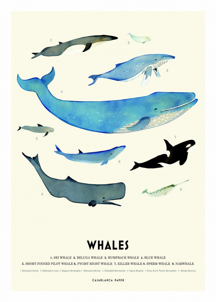 Whales