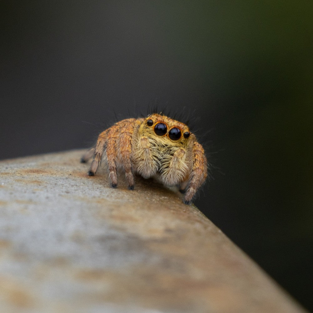 Jumping spyder