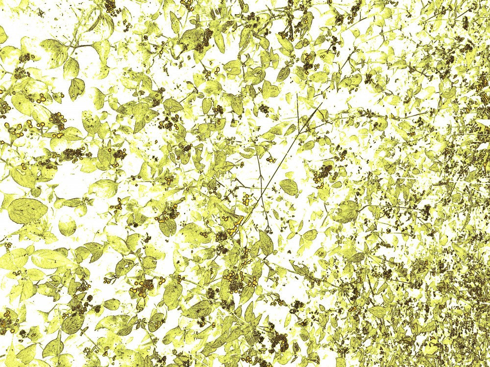 Golden Canopy