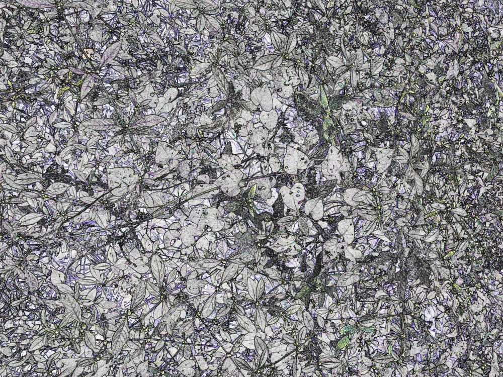 Whispering Petals