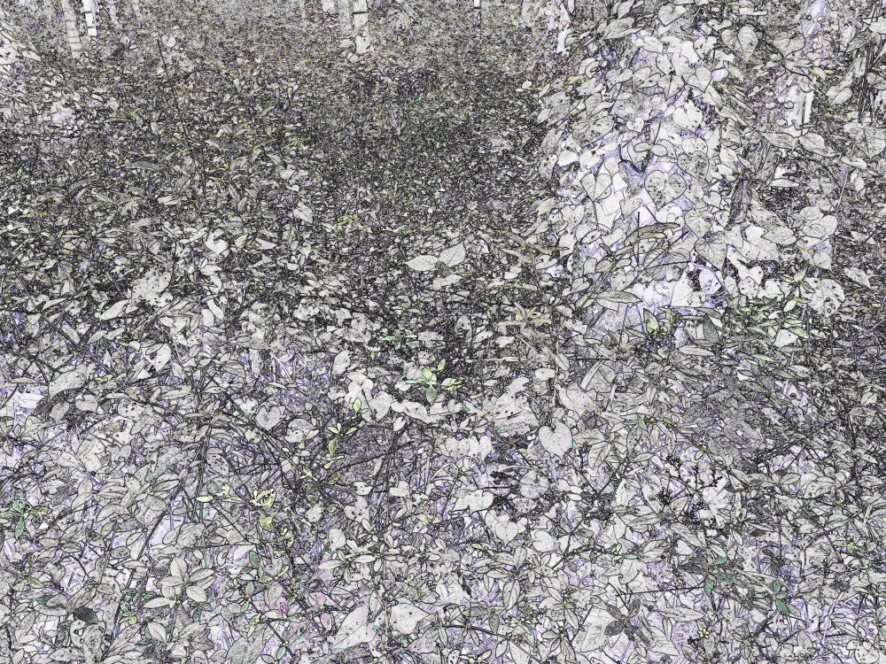 Textured Forest Floor