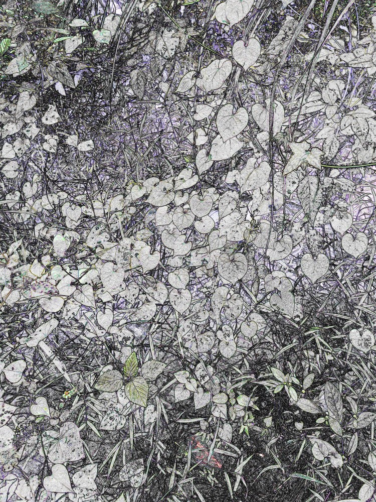 Heartleaf Whispers