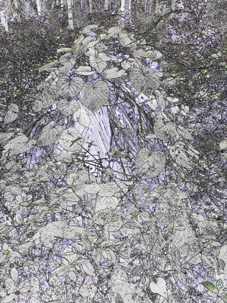 Enchanted Grove