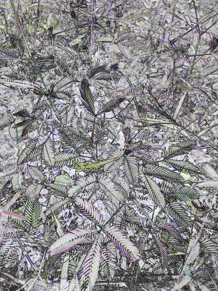 Fractal Foliage