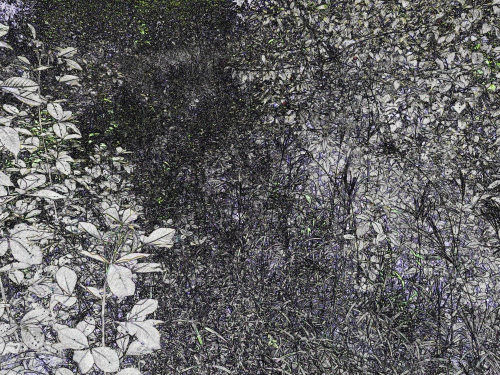 Nature Sauvage Monochrome