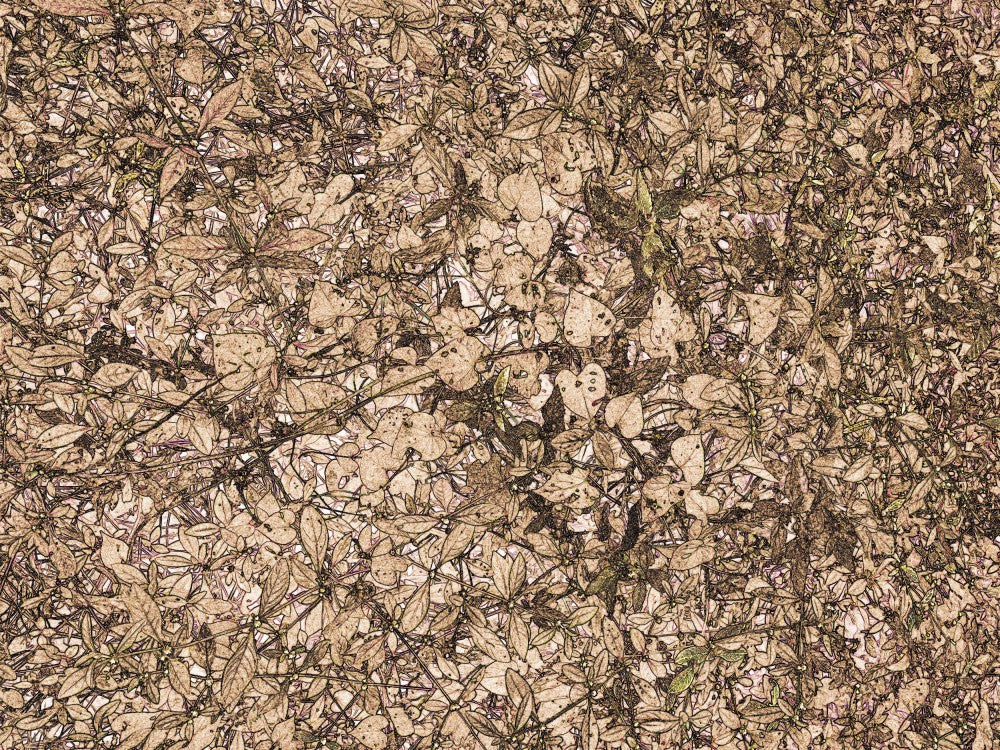 Petals in Motion