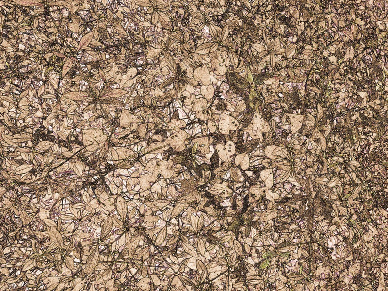 Petals in Motion