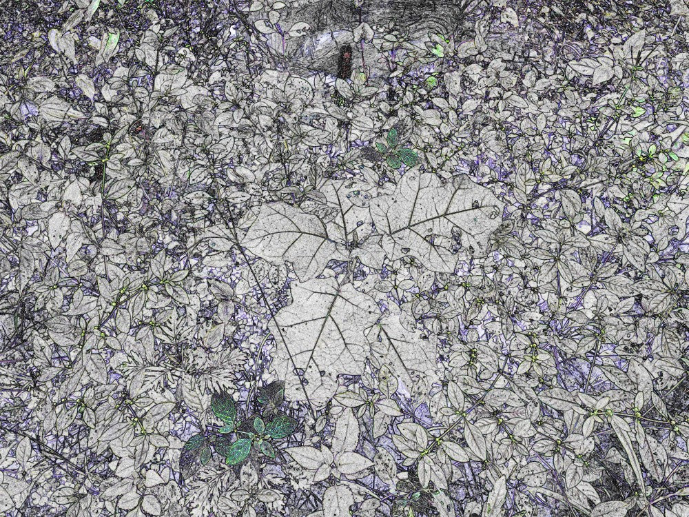 Whispers in Leaves