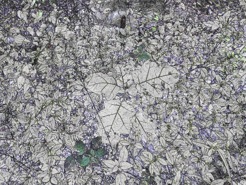 Whispers in Leaves
