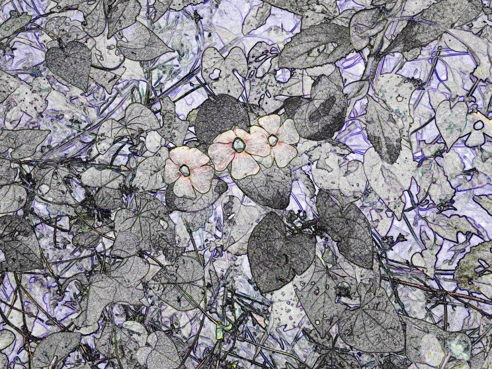 Whispering Petals