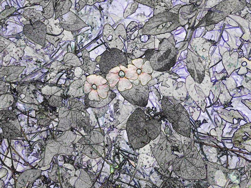 Whispering Petals