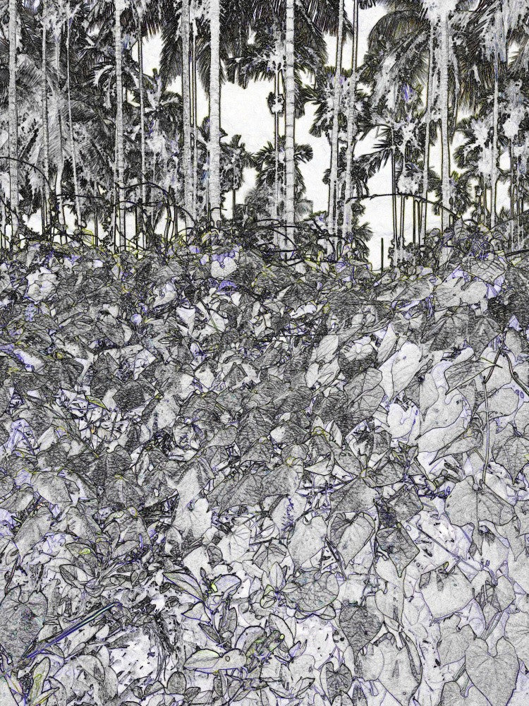 Tropical Veil