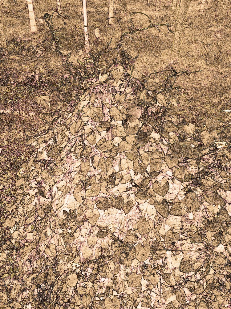 Autumn Vinescape