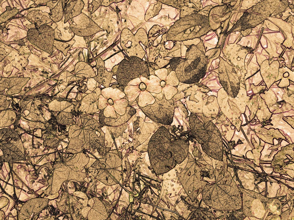 Petal Harmony