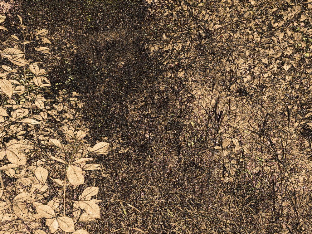 Whispering Leaves